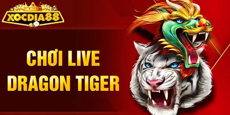 chơi live dragon tiger thumb